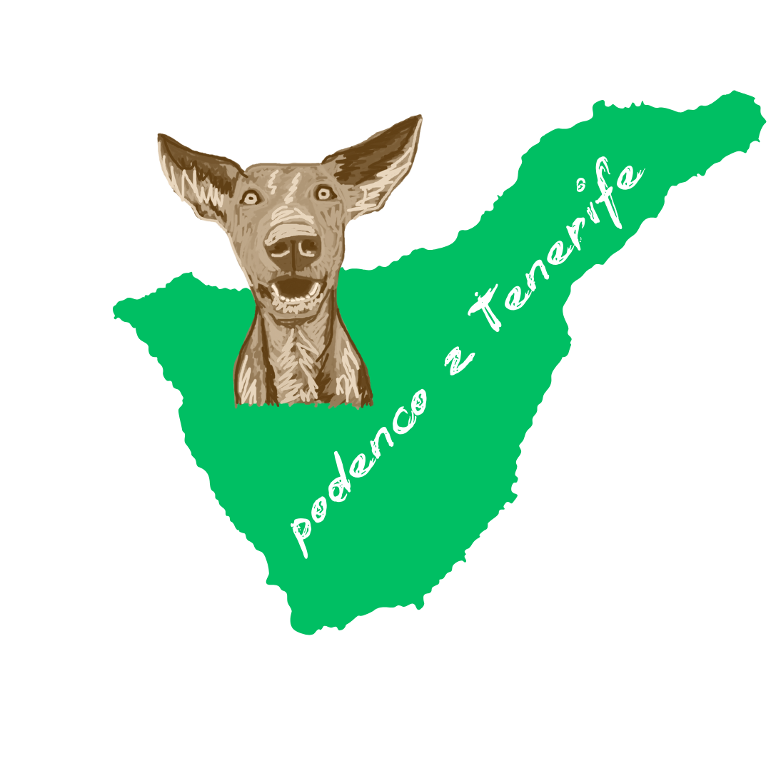 podenco z tenerife (12)